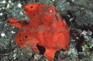 Painted Anglerfish (Antennarius pictus) Painted Anglerfish (Antennarius pictus)