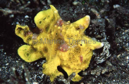 Painted Anglerfish (Antennarius pictus) Painted Anglerfish (Antennarius pictus)