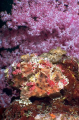 Painted Anglerfish (Antennarius pictus)