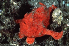 Painted Anglerfish (Antennarius pictus) Painted Anglerfish (Antennarius pictus)