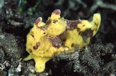 Painted Anglerfish (Antennarius pictus) Painted Anglerfish (Antennarius pictus)