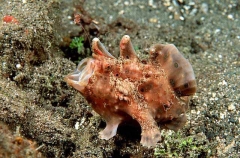 Painted Anglerfish (Antennarius pictus) Painted Anglerfish (Antennarius pictus)