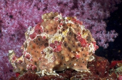 Painted Anglerfish (Antennarius pictus) Painted Anglerfish (Antennarius pictus)