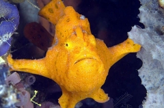 Painted Anglerfish (Antennarius pictus) Painted Anglerfish (Antennarius pictus)