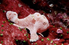Pink Anglerfish (Antennarius sp.)