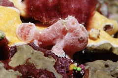 Rosy Anglerfish (Antennarius rosaceaus) Rosy Anglerfish (Antennarius rosaceaus)