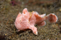 Spiny-tufted Anglerfish (Antennarius rosaceus) Spiny-tufted Anglerfish (Antennarius rosaceus)