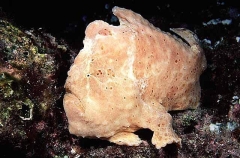 Sanguine Anglerfish (Antennarius sanguineus) Sanguine Anglerfish (Antennarius sanguineus)
