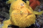 Striped Anglerfish (Antennarius striatus) Striped Anglerfish (Antennarius striatus)