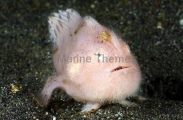 Striped Anglerfish (Antennarius striatus)