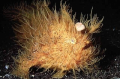 Striped Anglerfish (Antennarius striatus) Striped Anglerfish (Antennarius striatus)