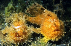 Striped Anglerfish (Antennarius striatus) Striped Anglerfish (Antennarius striatus)