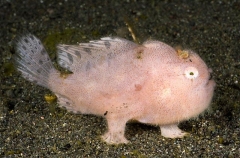 Striped Anglerfish (Antennarius striatus) Striped Anglerfish (Antennarius striatus)