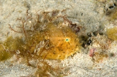 Striped Anglerfish (Antennarius striatus) Striped Anglerfish (Antennarius striatus)