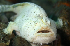 Striped Anglerfish (Antennarius striatus) Striped Anglerfish (Antennarius striatus)