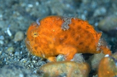 Striped Anglerfish (Antennarius striatus) Striped Anglerfish (Antennarius striatus)