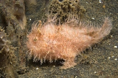 Striped Anglerfish (Antennarius striatus) Striped Anglerfish (Antennarius striatus)