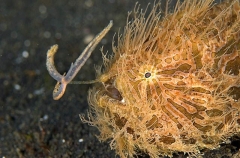 Striped Anglerfish (Antennarius striatus) Striped Anglerfish (Antennarius striatus)