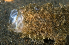Striped Anglerfish (Antennarius striatus) Striped Anglerfish (Antennarius striatus)
