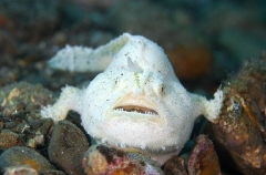 Striped Anglerfish (Antennarius striatus) Striped Anglerfish (Antennarius striatus)
