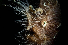 Striped Anglerfish (Antennarius striatus) Striped Anglerfish (Antennarius striatus)