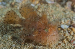 Striped Anglerfish (Antennarius striatus) Striped Anglerfish (Antennarius striatus)