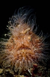 Striped Anglerfish (Antennarius striatus) Striped Anglerfish (Antennarius striatus)