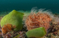 Striped Anglerfish (Antennarius striatus) Striped Anglerfish (Antennarius striatus)