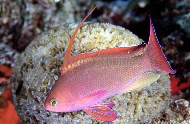 Scalefin Anthias (Pseudanthias squamipinnis) Male colouration. colorful ...
