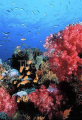 Soft Coral (Dendronephthya sp.) Soft Coral (Dendronephthya sp.)