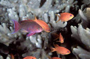 Scalefin Anthias (Pseudanthias squamipinnis) Scalefin Anthias (Pseudanthias squamipinnis)