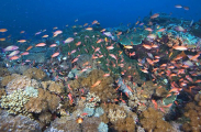 Scalefin Anthias (Pseudanthias squamipinnis) Scalefin Anthias (Pseudanthias squamipinnis)