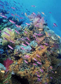 Purple Anthias (Pseudanthias tuka) Purple Anthias (Pseudanthias tuka)