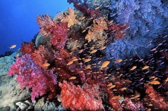 Soft Coral (Dendronephthya sp.) Soft Coral (Dendronephthya sp.)