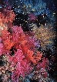 Soft Coral (Dendronephthya sp.) Soft Coral (Dendronephthya sp.)