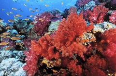 Soft Coral (Dendronephthya sp.) Soft Coral (Dendronephthya sp.)