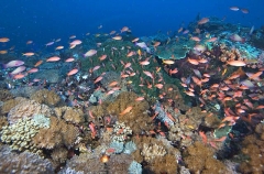 Scalefin Anthias (Pseudanthias squamipinnis) Scalefin Anthias (Pseudanthias squamipinnis)