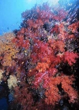 Red Soft Corals (Dendronephthya sp.) Red Soft Corals (Dendronephthya sp.)