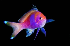 Squarespot Anthias (Pseudanthias pleurotaenia) Squarespot Anthias (Pseudanthias pleurotaenia)