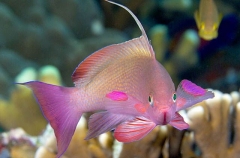 Lyre-tail Anthias (Pseudanthias cheirosilos) Lyre-tail Anthias (Pseudanthias cheirosilos)