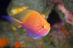 Hawkfish Anthias (Serranocirrhitus latus) Hawkfish Anthias (Serranocirrhitus latus)