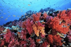 Soft Coral (Dendronephthya sp.) Soft Coral (Dendronephthya sp.)