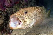 Whitelined Rockcod (Anyperodon leucogrammicus) Whitelined Rockcod (Anyperodon leucogrammicus)