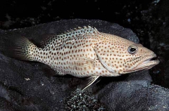 Whitelined Rockcod (Anyperodon leucogrammicus) Whitelined Rockcod (Anyperodon leucogrammicus)