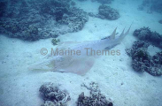 Giant Shovelnose Ray (Rhinobatos typus) Giant Shovelnose Ray (Rhinobatos typus)