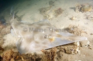 Eastern Shovelnosed Ray (Aptychotrema rostrata) Eastern Shovelnosed Ray (Aptychotrema rostrata)