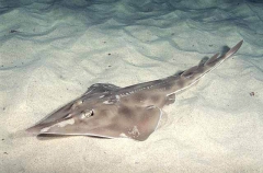 Eastern Shovelnosed Ray (Aptychotrema rostrata)