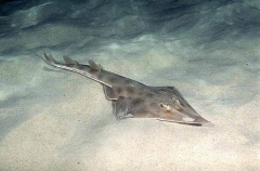 Eastern Shovelnosed Ray (Aptychotrema rostrata)