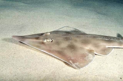 Eastern Shovelnosed Ray (Aptychotrema rostrata)
