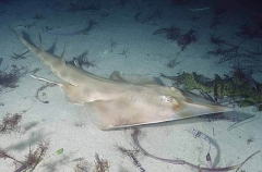 Eastern Shovelnosed Ray (Aptychotrema rostrata) Eastern Shovelnosed Ray (Aptychotrema rostrata)